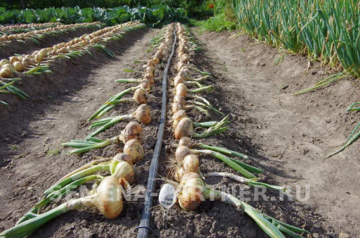 Лук репчатый Штуттгартер Ризен - Партнер фото 3