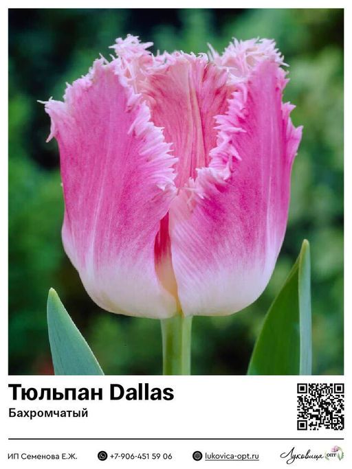 Тюльпан Dallas (Бахромчатый)