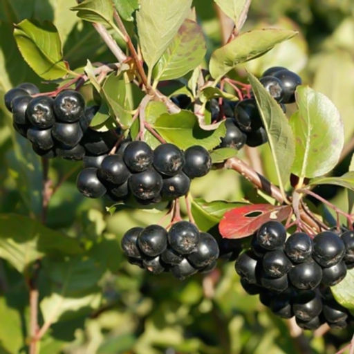 Рябина Арония черноплодная (саженец с этикеткой) 1шт