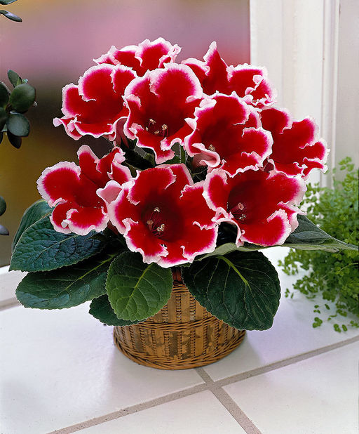 ГЛОКСИНИЯ Кайзер Фридрих Разбор 5/6 Кол-во упак., шт 2