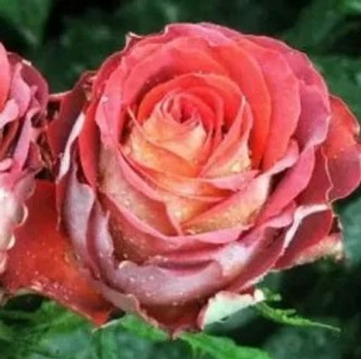 Роза чайно-гибридная Гиннес