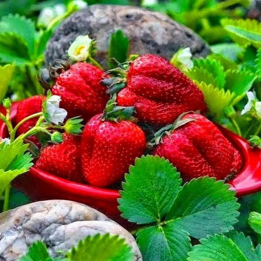 Клубника (пересорт)