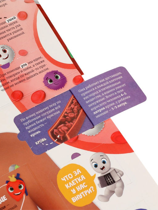 Книга с окошками «Как устроен человек?»