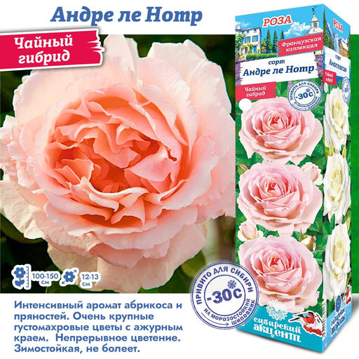 Роза Андре ле Нотр (Чайно-гибридная) 1шт