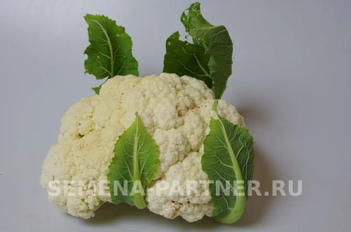 Капуста цветная Смилла - Партнер фото 7