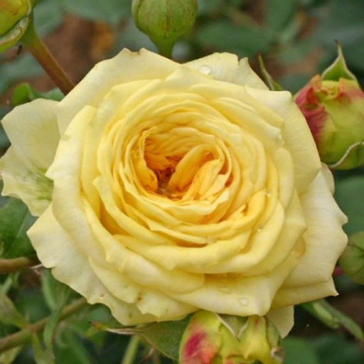 R279 ЛИМОН ПОМПОН