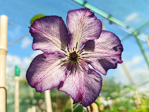 Клематис Super Nova (Супер Нова) - Долина роз фото 5