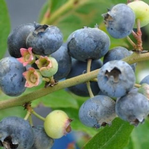 Голубика низкорослая ПУТТЕ