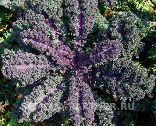 Капуста листовая кудрявая Скарлет - Партнер фото 4