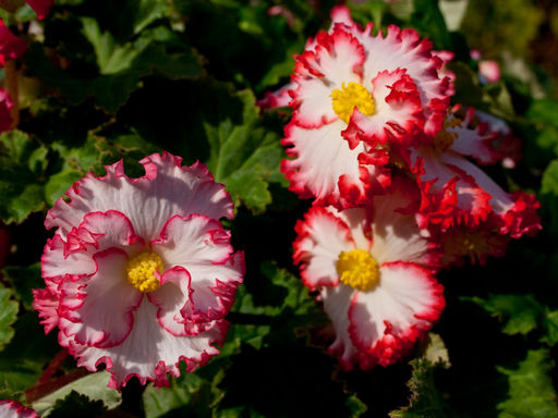 Бегония криспа бело-красная (Begonia Crispa white-red) - Долина роз фото 4