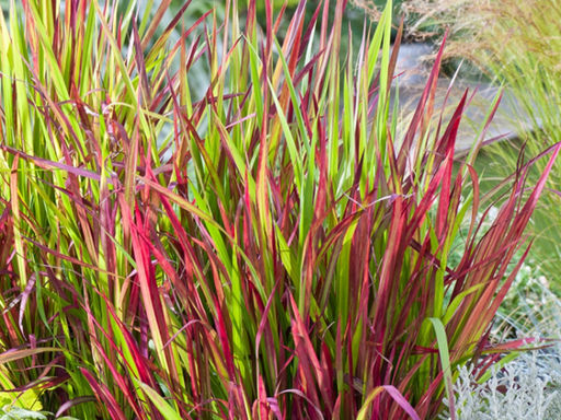 Императа Ред Барон - Долина роз фото 3