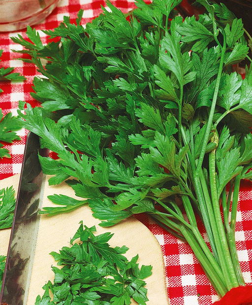 Петрушка листовая Итальянский гигант