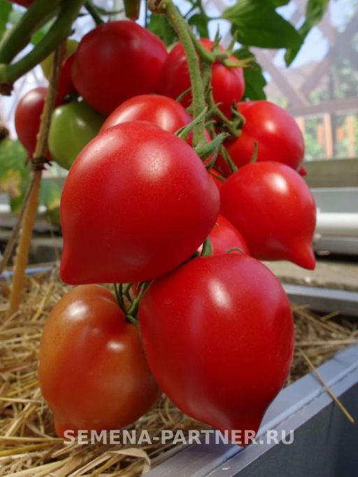 Томат Анфиса - Партнер фото 8