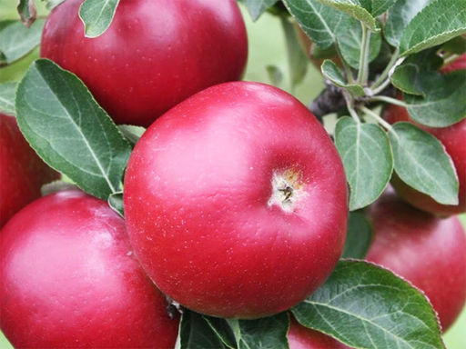 Яблоня Эрли Женева