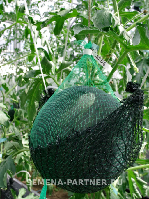 Арбуз Акмаль - Партнер фото 6