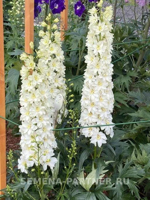 Дельфиниум Мини Стар - Партнер фото 8