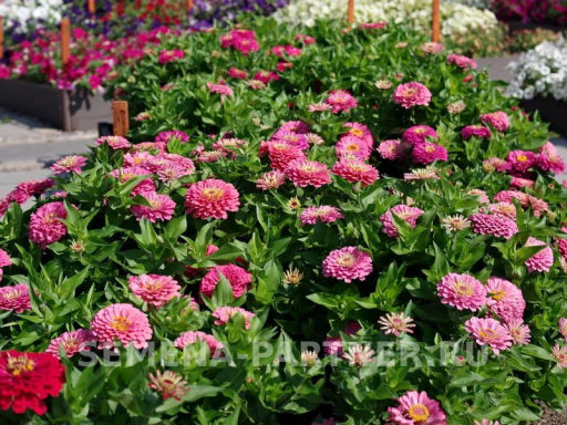 Цинния георгиновидная Сочные тропики Примавера - Партнер фото 8