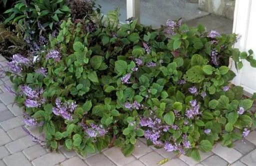 Плектрантус Nico