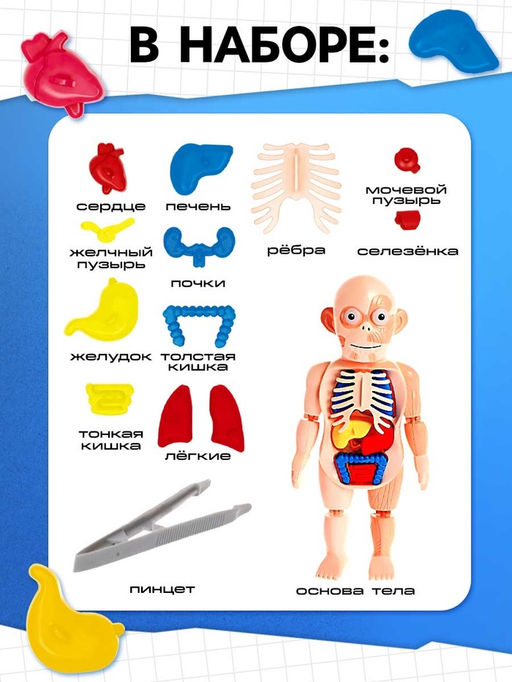 Набор для опытов Мое удивительное тело - Эврики фото 10