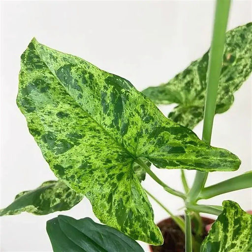 Сингониум Моттлед мохито, горшок С1