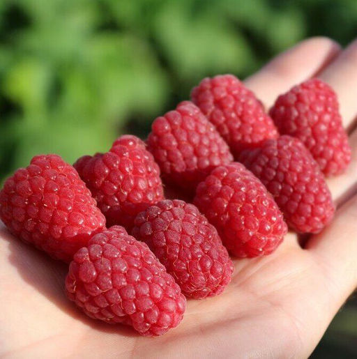 Малина Каскад Делайт крупноплодная (коробка) 1шт