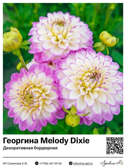 Георгина Melody Dixie (Декоративная бордюрная)