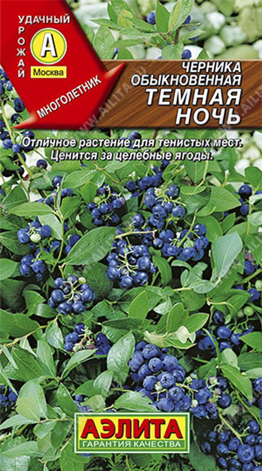 Черника обыкновенная Темная ночь (2026)