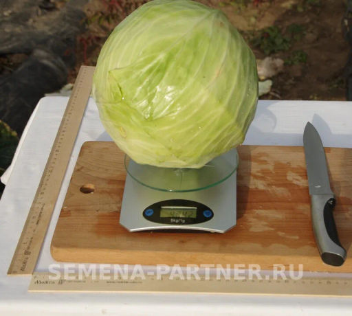 Капуста белокочанная позднеспелая Дублер - Партнер фото 5