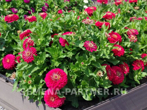 Цинния георгиновидная Фэнтези Византийская Фуксия - Партнер фото 6