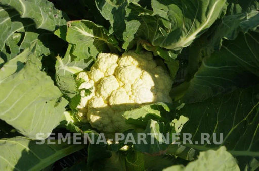 Капуста цветная Смилла - Партнер фото 5
