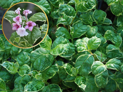 Вейгела Карикатура - Долина роз фото 2