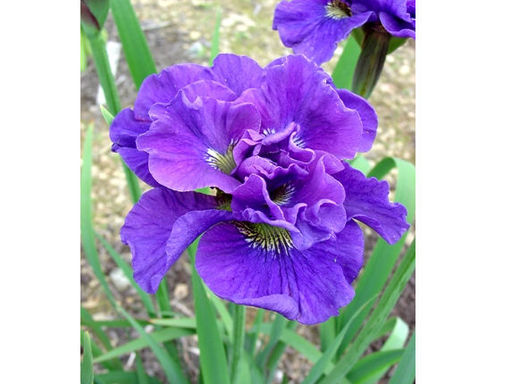 Ирис Concord Crush (Конкорд Краш) - Долина роз фото 3