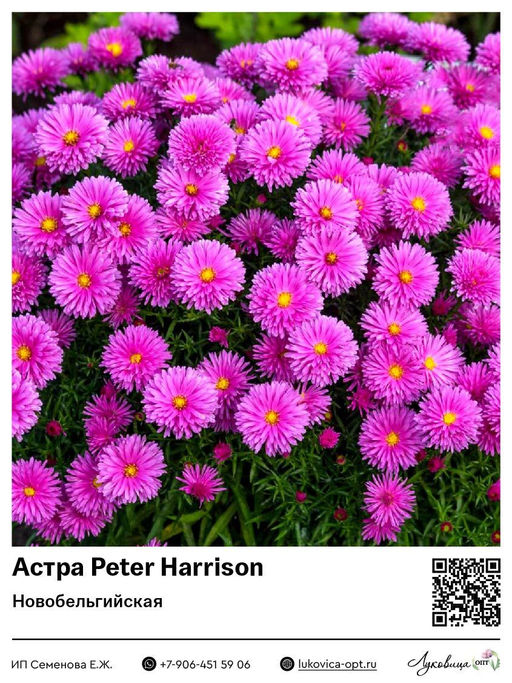 Астра Peter Harrison (Кустарниковая)
