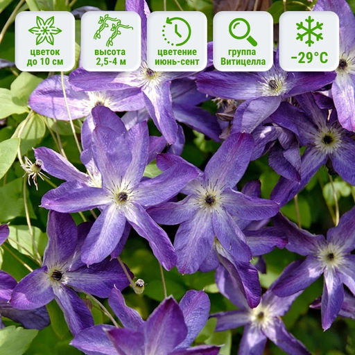 Клематис Веноза Виолацея - Долина роз фото 5