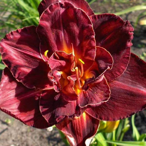 Лилейник Бургунди Лав - Долина роз фото 3