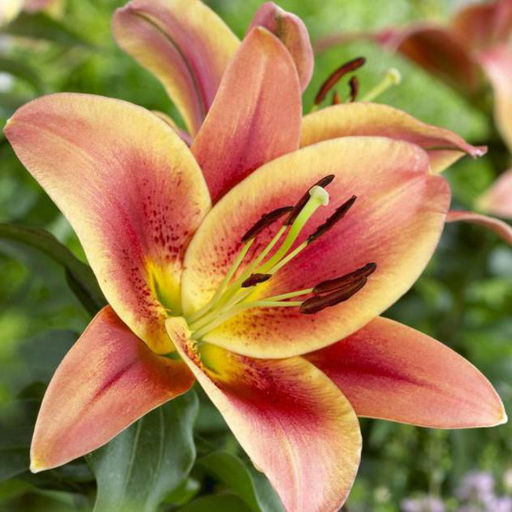 ЛИЛИЯ Монтего Бэй Разбор 12/14 Кол-во упак., шт 5