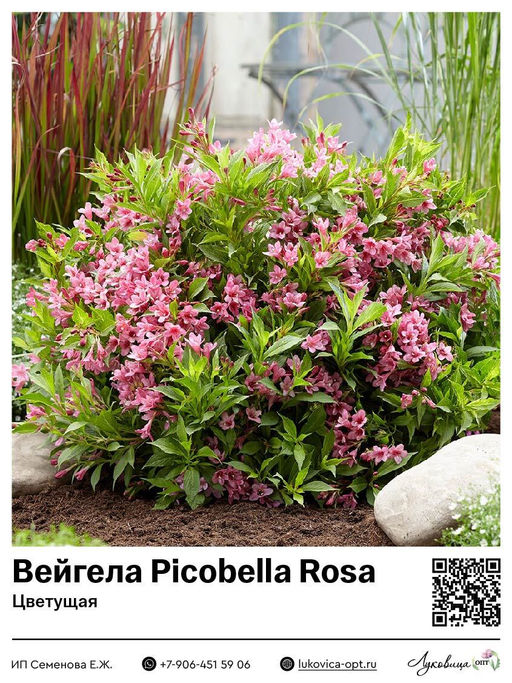 Вейгела цветущая Picobella Rosa (Пикобелла Роза)