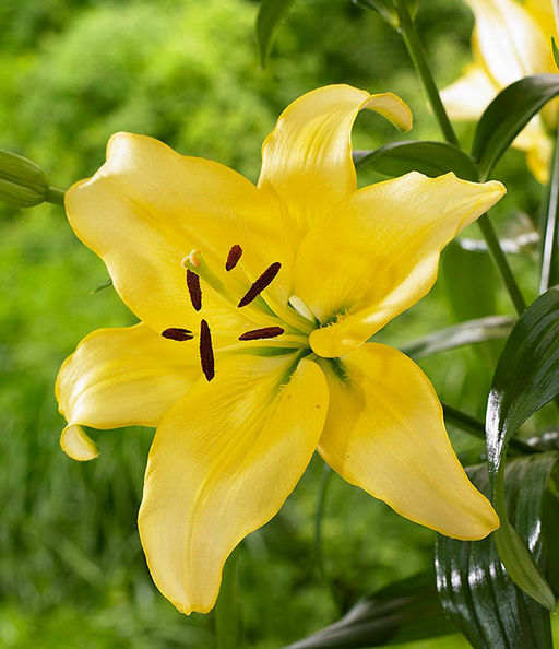 ЛИЛИЯ Йеллоу Пауэр Разбор 12/14 Кол-во упак., шт 5