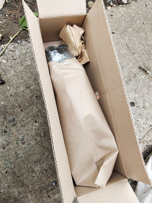 Жасмин голоцветковый