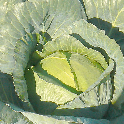 6202U Капуста белокочанная Лоцман F1 10шт