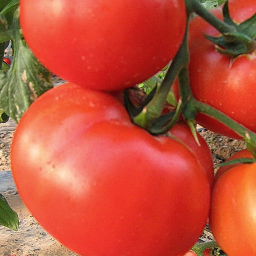 6234U Томат Изящный F1 5шт