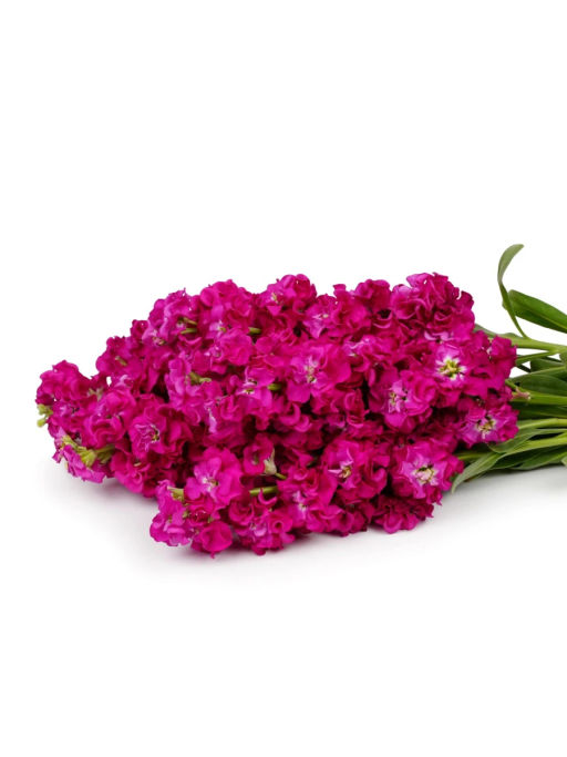 Маттиола срезочная махровая Бьютифул Парфюм Роуз Эль - Партнер фото 4