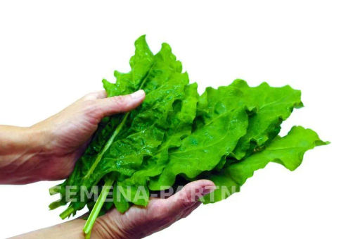 Щавель Широколистный - Партнер фото 4