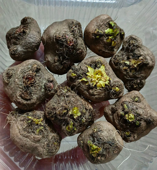 Лиатрис микс (Liatris Mix) 10шт