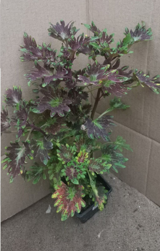 Колеус Кингсвуд Карнавал 20-30 см - 1000корней фото 2