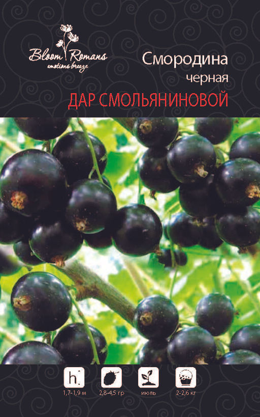 Смородина черная Дар Смольяниновой