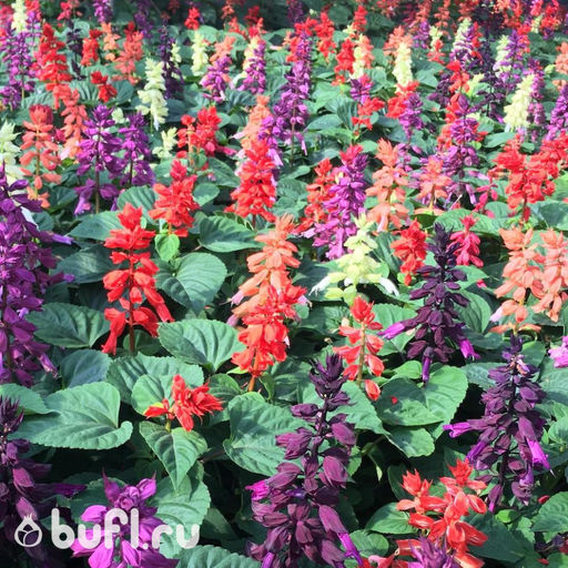 Сальвия Vista Mix (семена 10 шт.)