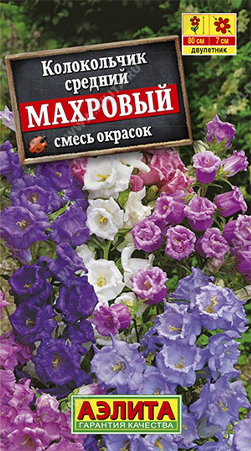 Колокольчик Махровый, смесь сортов