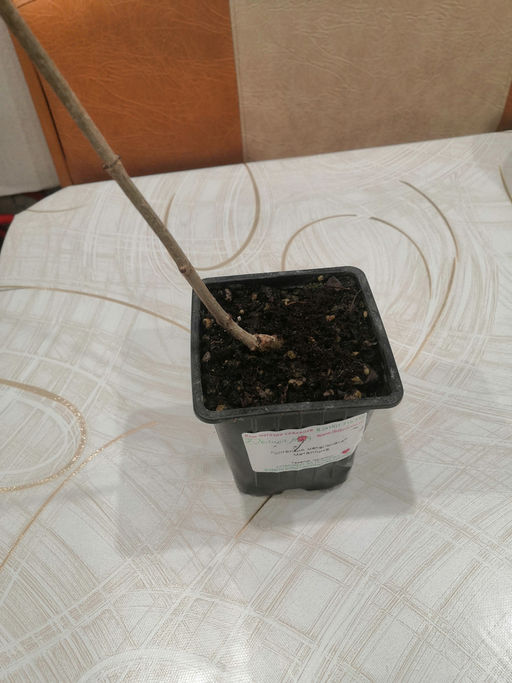 Гортензия метельчатая Металлика