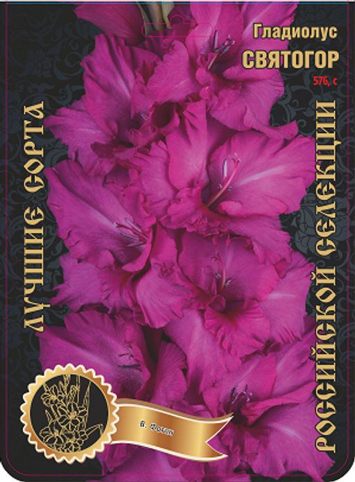Гладиолус Святогор 576,Фотин 1 р-р 7шт (Ф)